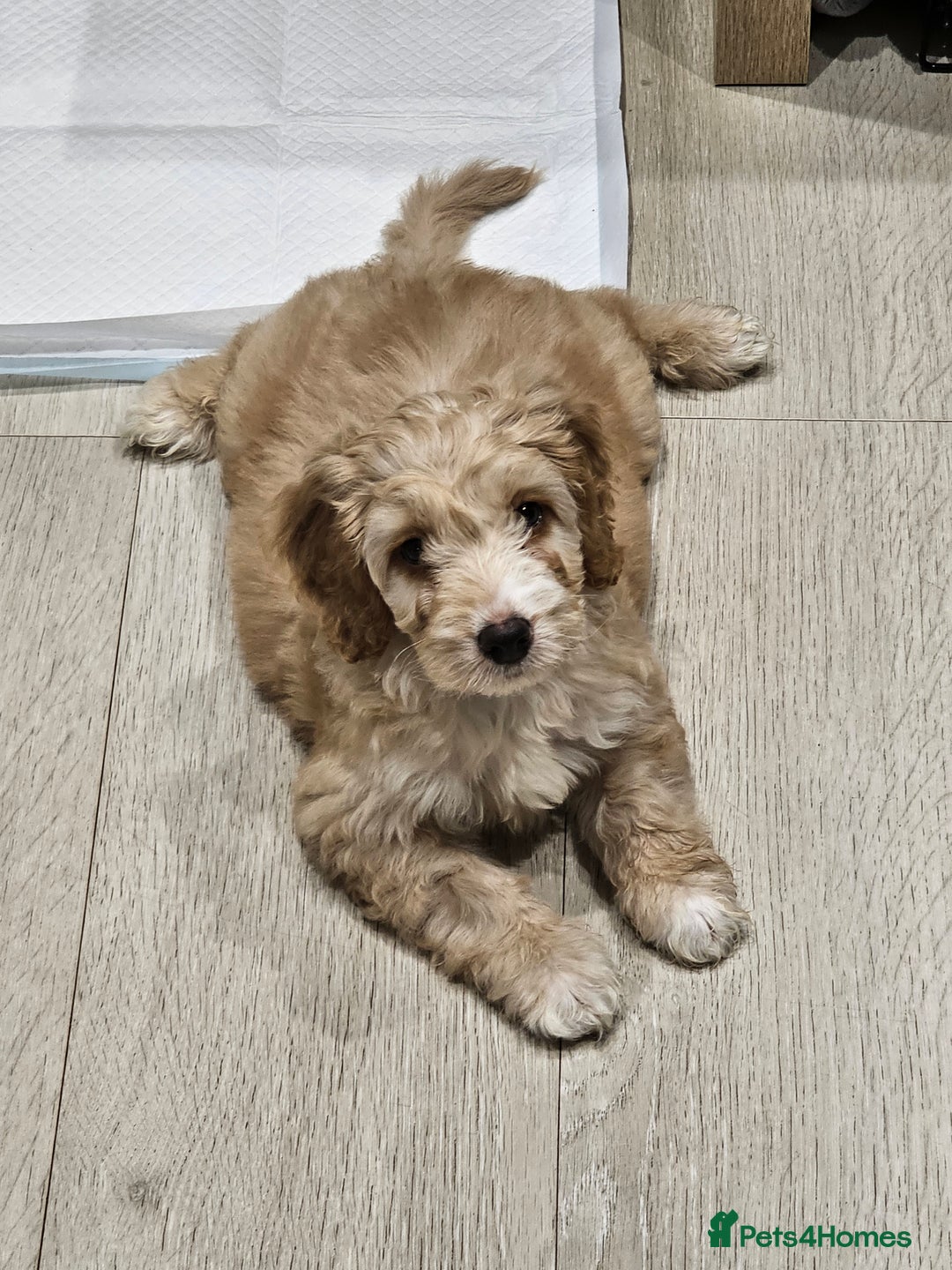 Cockapoo dogs for stud: Male cockapoo for stud 'Woody' - Image 17