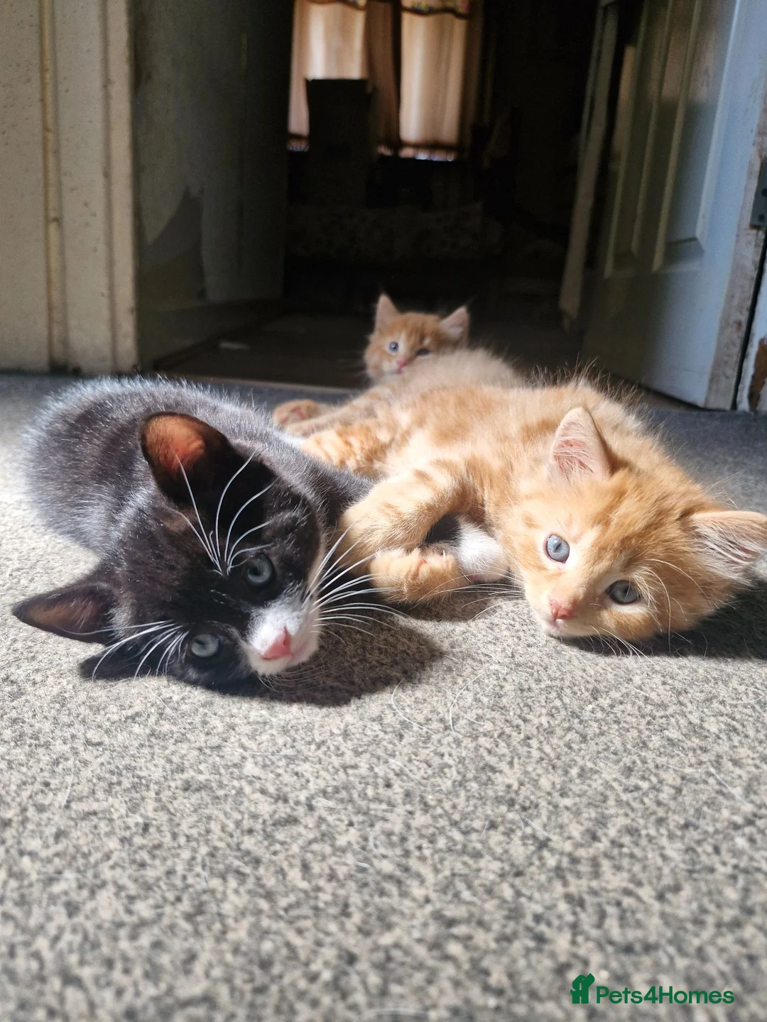 Mixed Breed cats for sale: Playful Cute ginger kittens ready for new homes - Advert 1