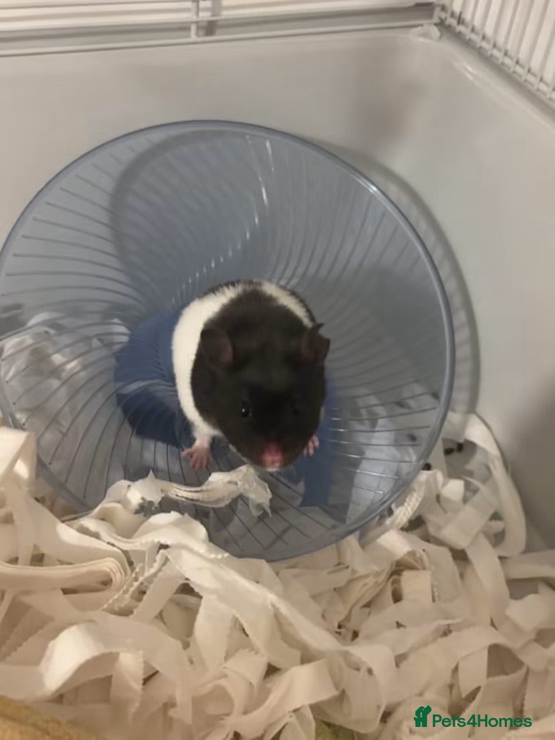 Hamster rodents Syrian hamster looking for forever home - Advert 10