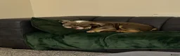 English Bulldog dogs for sale: English bulldog in Wigan - Advert 2