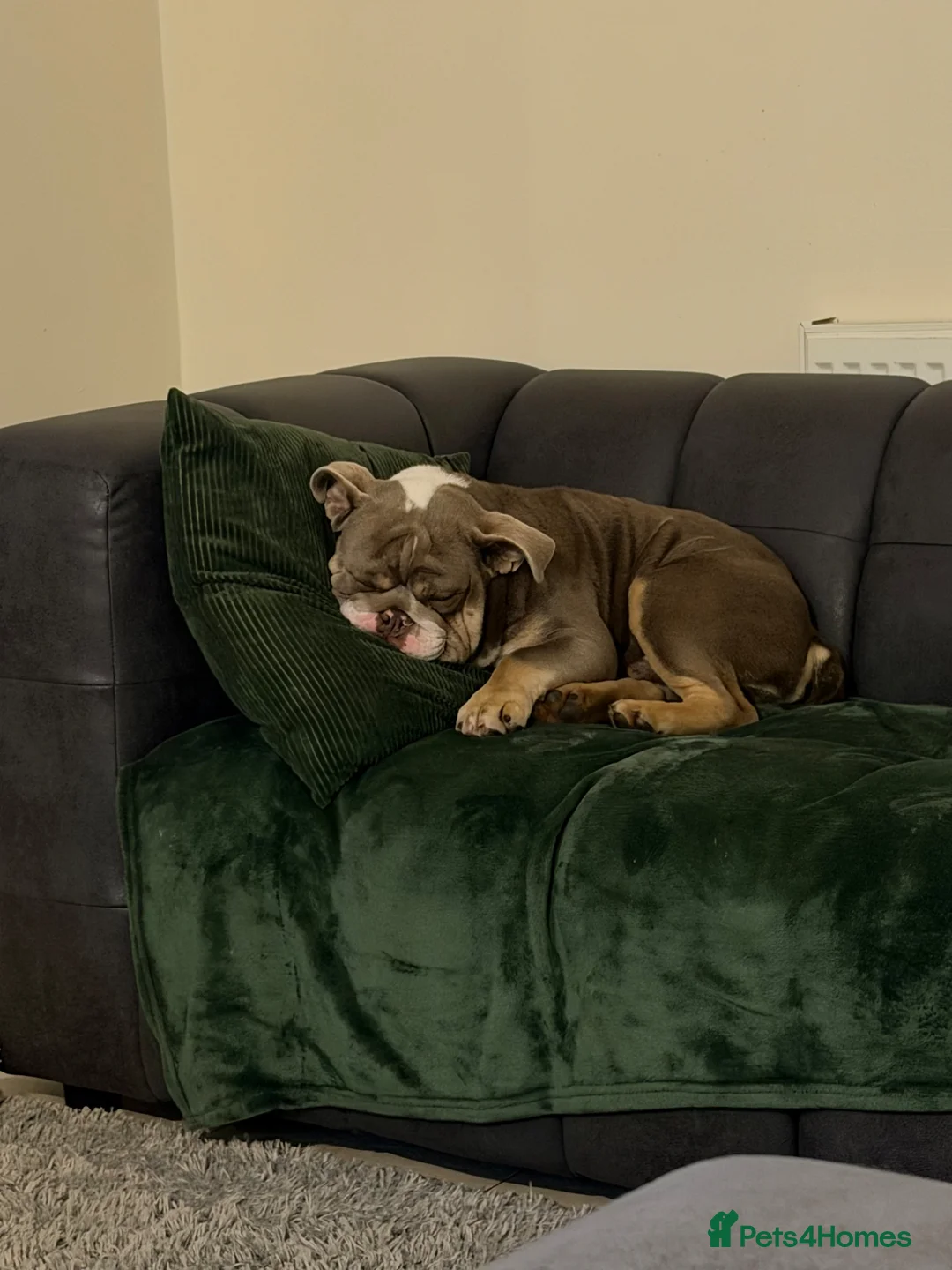 English Bulldog dogs for sale: English bulldog in Wigan - Advert 2