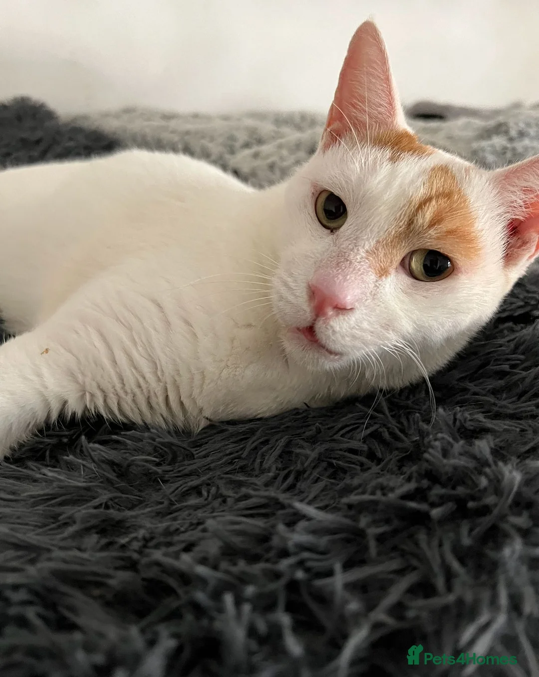 Mixed Breed cats for adoption: Male Rescue Cat for Adoption - Advert 1