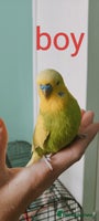Budgerigars birds - Advert 2