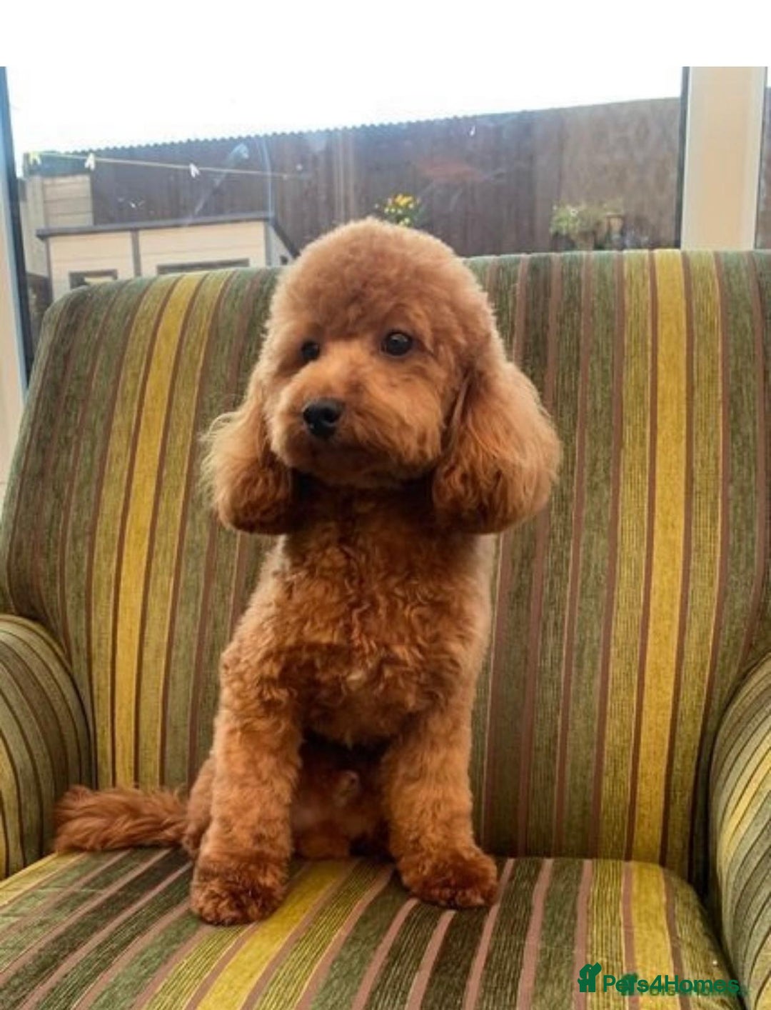 Cavapoochon dogs for sale: Cavapoochon puppies - Image 3