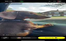 Mixed Breed dogs for sale: 5 beautiful dorkie puppies for sale  - Image 8