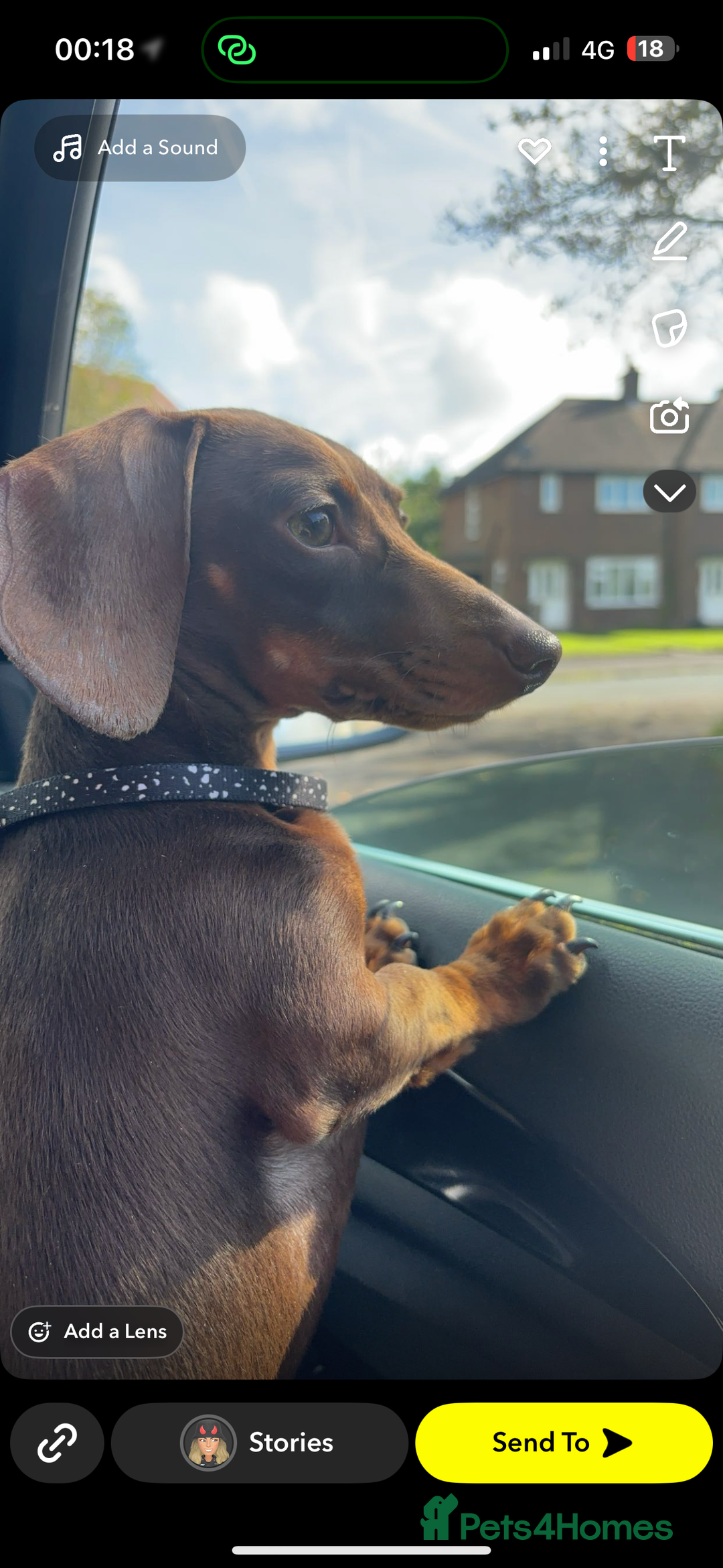 Mixed Breed dogs for sale: 5 beautiful dorkie puppies for sale  - Image 8