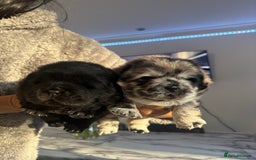 Chow Chow dogs for sale: 🐾TOP QUALITY CHOW CHOWS🐾 - Image 1