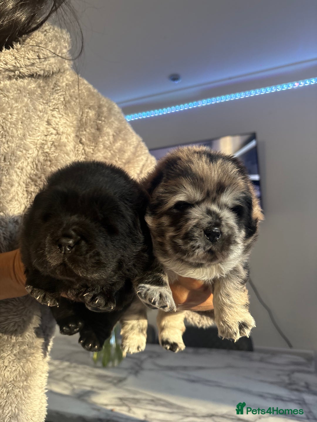 Chow Chow dogs for sale: 🐾TOP QUALITY CHOW CHOWS🐾 - Image 1