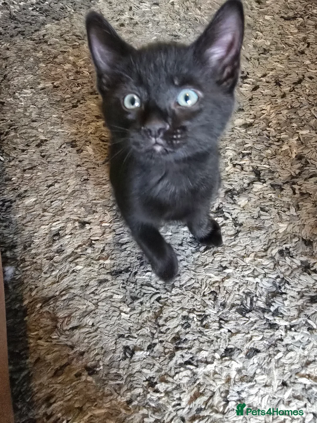 Mixed Breed cats for sale: X2 male kittens - Advert 5