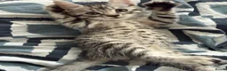 Bengal cats for sale: 🐾 Beautiful Bengal x Maine Coon Kittens 🐾 - Advert 15