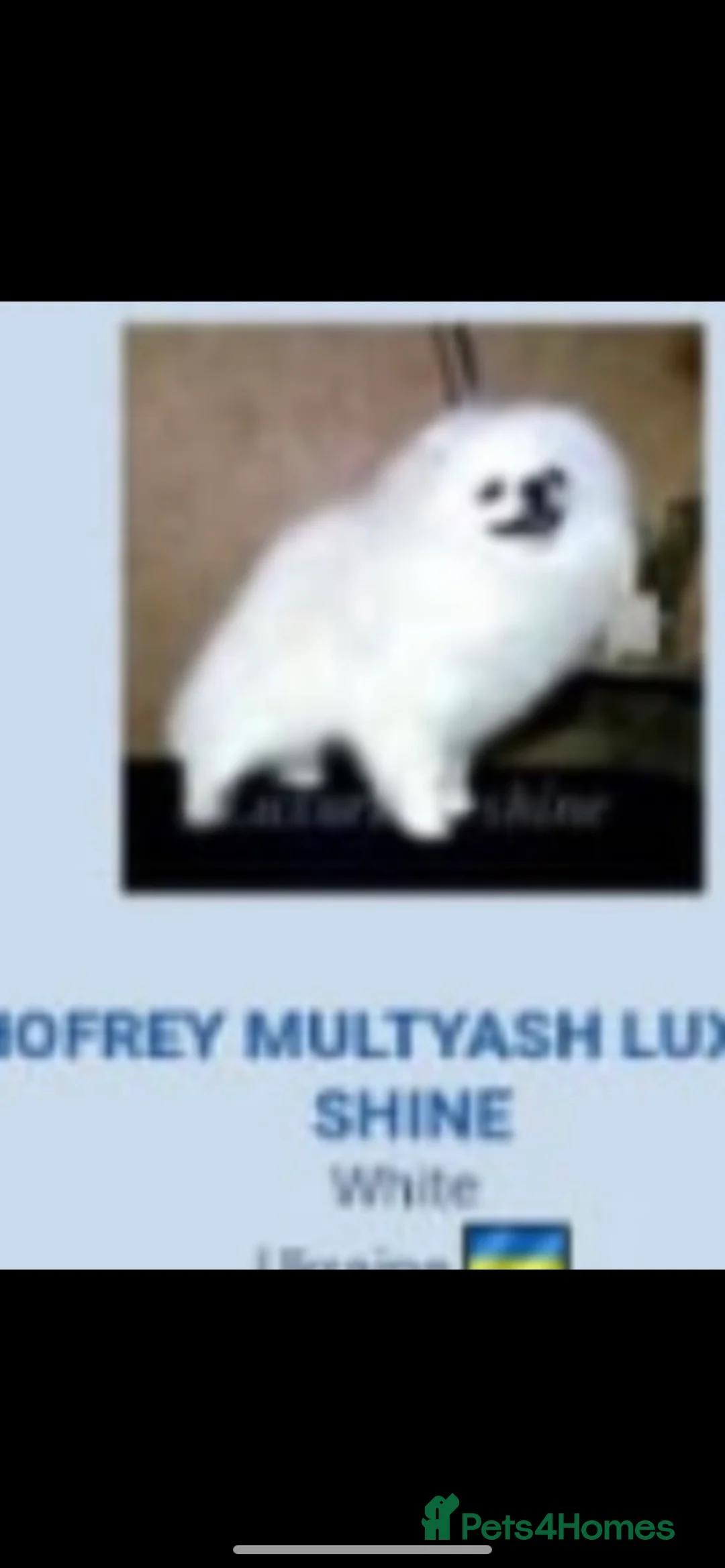 Pomeranian dogs for stud: 1.9kg tiny Proven Ukraine import stud kc reg  in Ferryhill - Advert 4