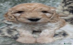 Cockapoo dogs for sale: Beautiful F1 Cockapoo puppies DNA clear - Image 3