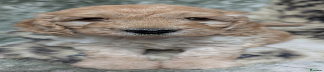 Cockapoo Puppy 1