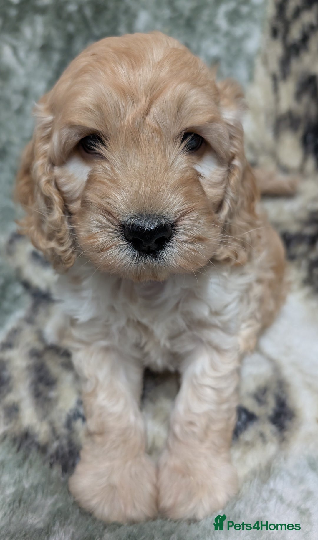 Cockapoo dogs for sale: Beautiful F1 Cockapoo puppies DNA clear - Image 3
