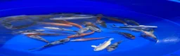 Koi Carp fish for sale: 3-4 inch Koi - Advert 4
