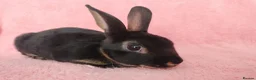 Rex rabbits for sale: Baby mini rex for sale  - Advert 4