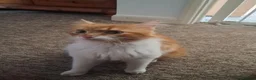 Mixed Breed cats for sale: Playful kittens for sale - Advert 1