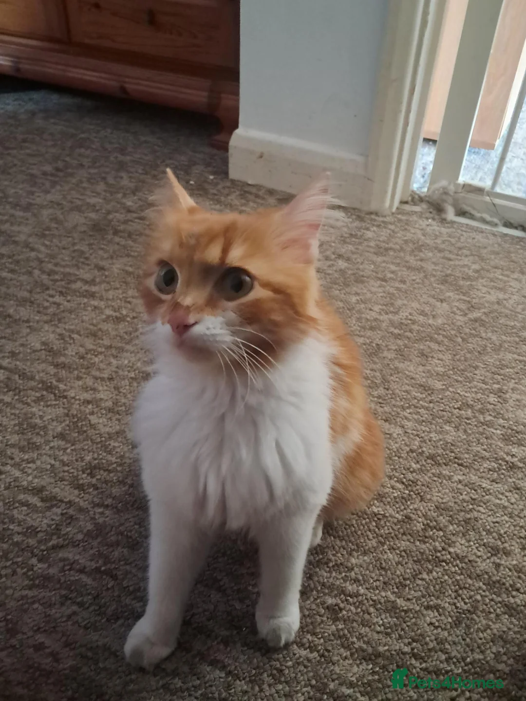 Mixed Breed cats for sale: Playful kittens for sale - Advert 1
