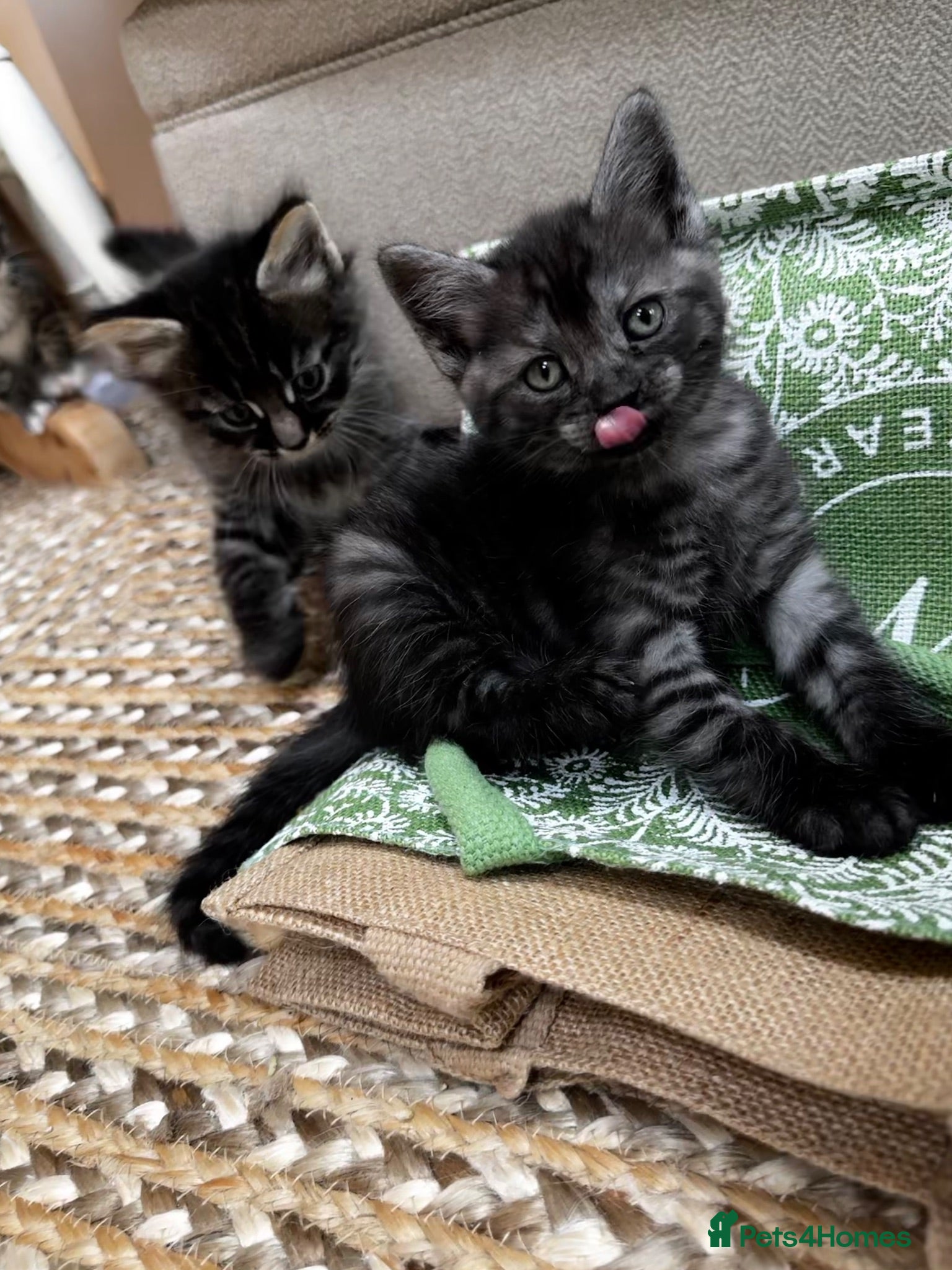 Maine Coon cats 5 Maine Coon kittens looking for their homes 🐾 - Advert 2