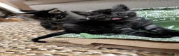 Maine Coon cats for sale: 5 Maine Coon kittens looking for their homes 🐾 - Advert 2