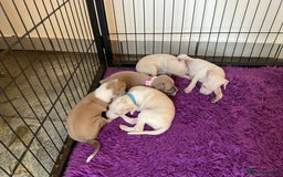 Italian Greyhound dogs for sale: Gorgeous Italian greyhound puppies  - Image 6