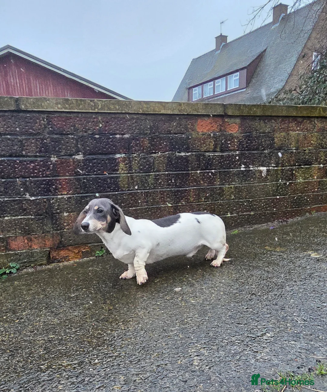 Miniature Dachshund dogs for stud: Blue & Tan pied mini daxi stud carrying choc - Advert 2