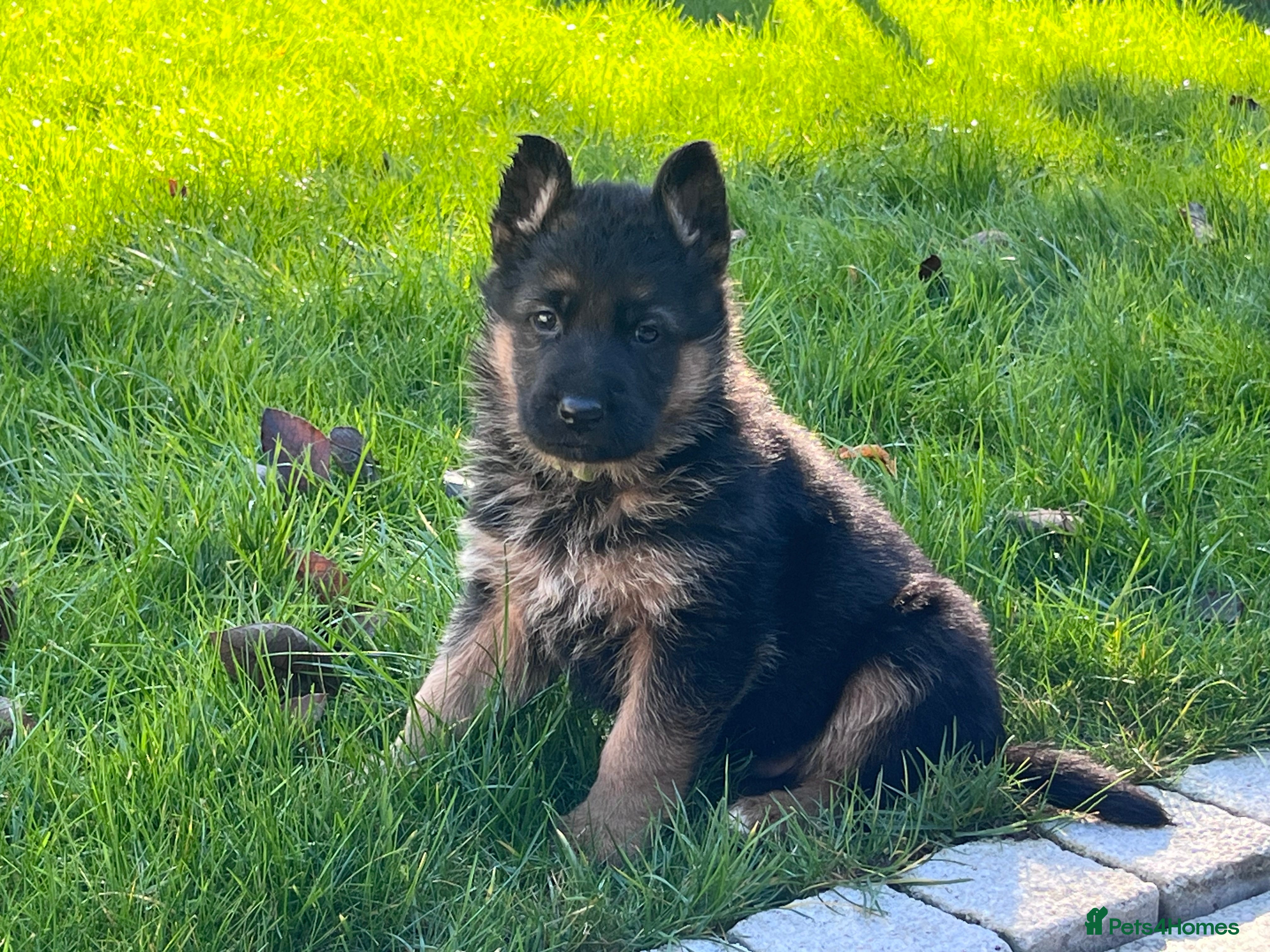 German Shepherd dogs KC reg German shepherd puppies  - Advert 18