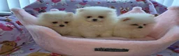 Pomeranian dogs for sale: 3 gorgeous, small white Pomeranians ready now!! - Advert 4