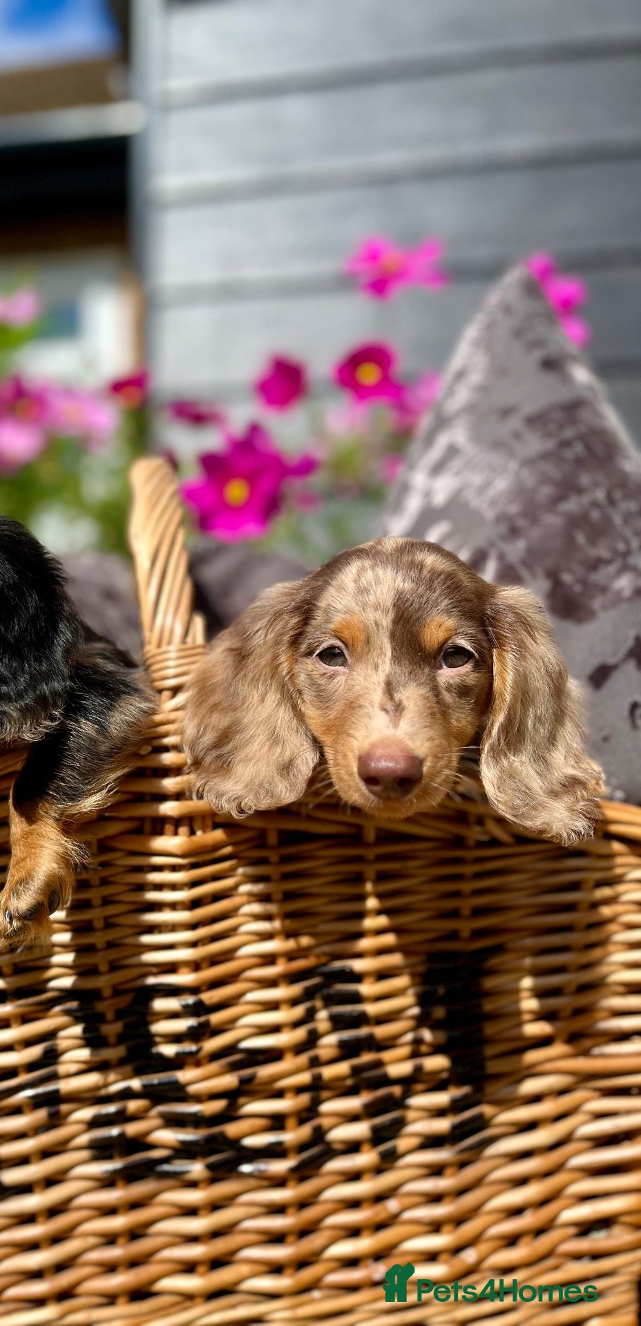 Miniature Dachshund dogs Long haired miniature dachshunds - Advert 2