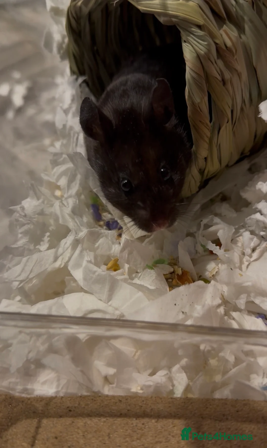 Hamster rodents for sale: Pepsi for Adoption🐹 - Advert 2