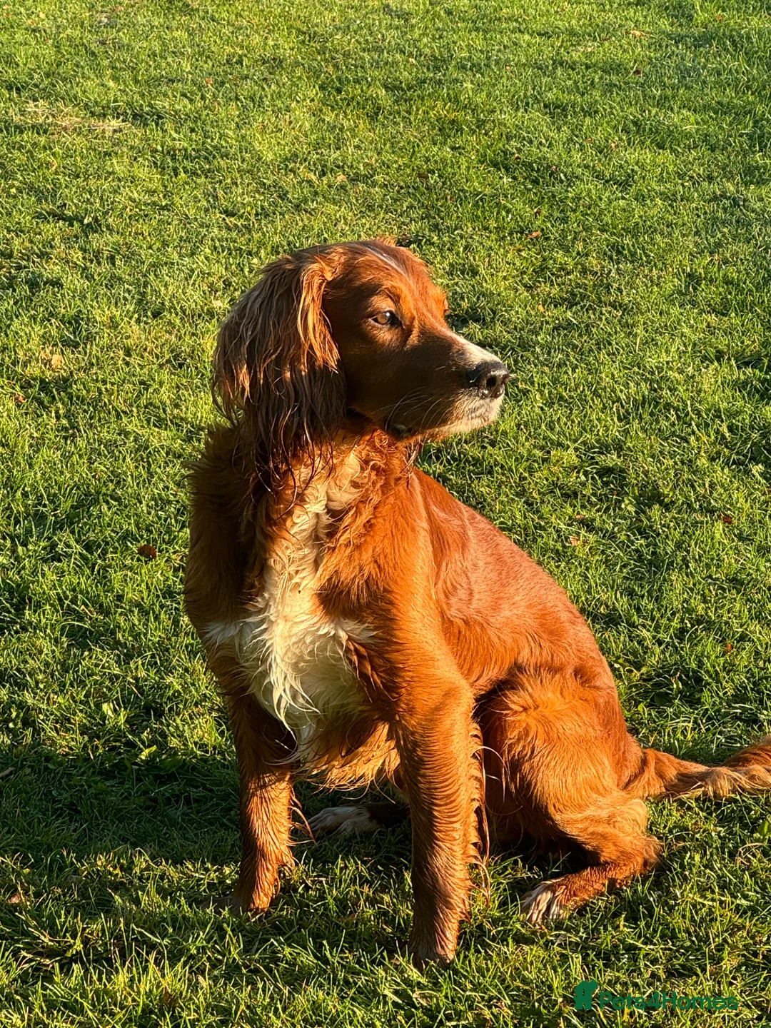 Cocker Spaniel dogs for stud: K.C Deep Red Working Cocker Proven Stud in Cramlington - Advert 27