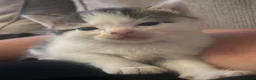 Mixed Breed cats for sale: 5 little kittens looking for there forever home - Advert 13