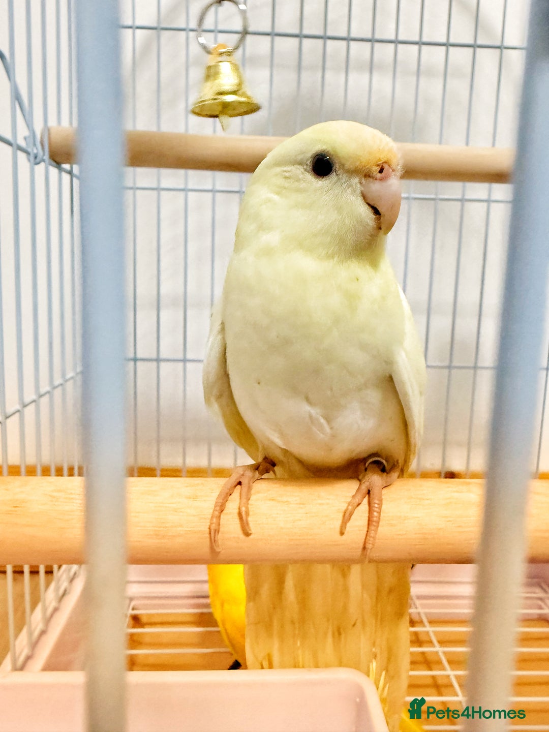 Parrots birds for sale: Beautiful Adorable Kakariki Talking Parrots - Image 9