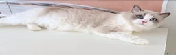 Ragdoll cats for sale: INDOOR FULL PEDIGREE 4 YEARS RAGDOLL FEMALE CAT - Advert 19
