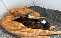 Mixed Breed cats for sale: Playful Female Kitten Ready for Her Forever Home - Image 8