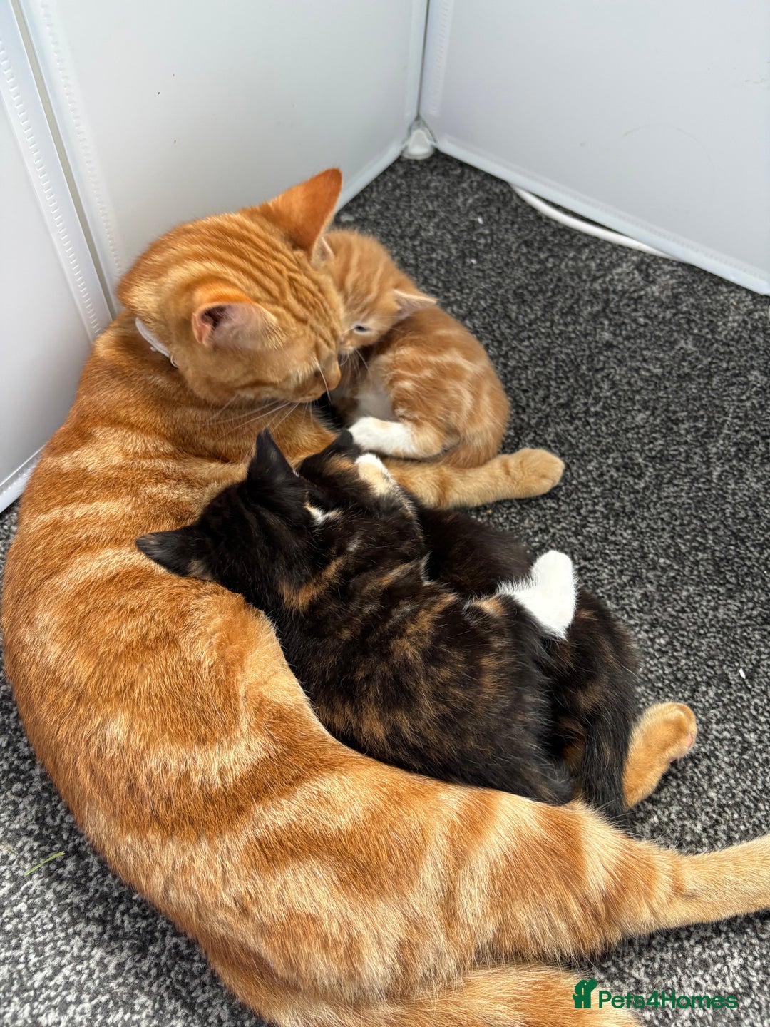 Mixed Breed cats for sale: Playful Female Kitten Ready for Her Forever Home - Image 8