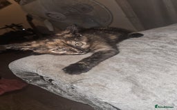 Mixed Breed cats for sale: Beautiful kittens  - Image 10