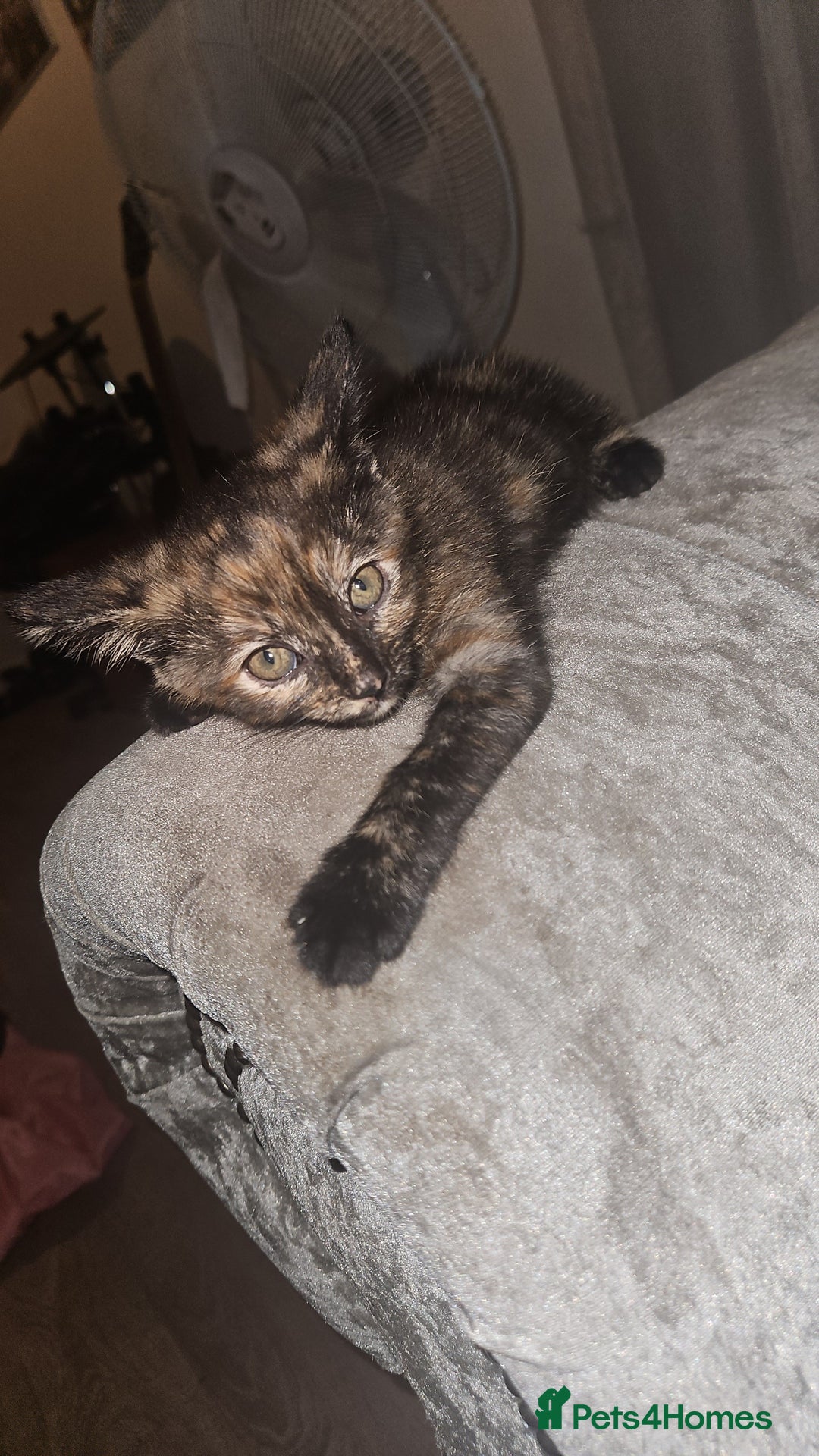 Mixed Breed cats for sale: Beautiful kittens  - Image 10