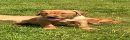 Labrador Retriever dogs for sale: Stunning litter of Fox red puppies  - Advert 12