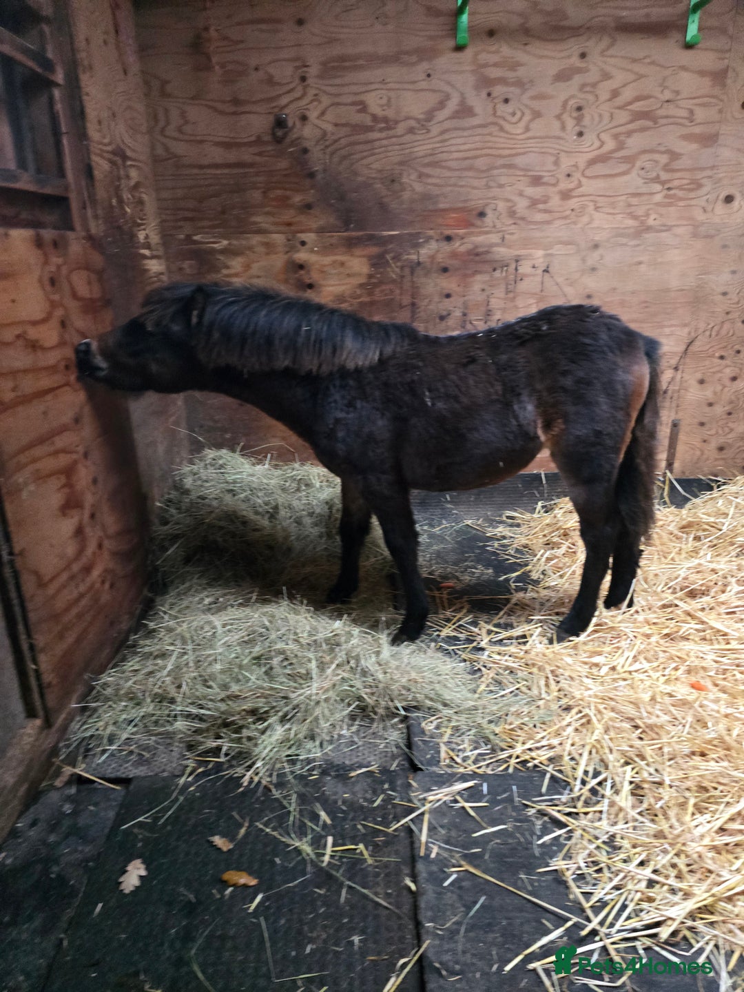 Welsh Section A horses for sale: Registered Welsh Sec A Filly - Advert 1