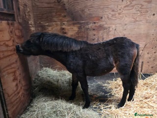 Welsh Section A horses Registered Welsh Sec A Filly - Advert 6