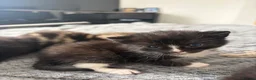 Mixed Breed cats for sale: 8 beautiful kittens for sale❤️ - Advert 27