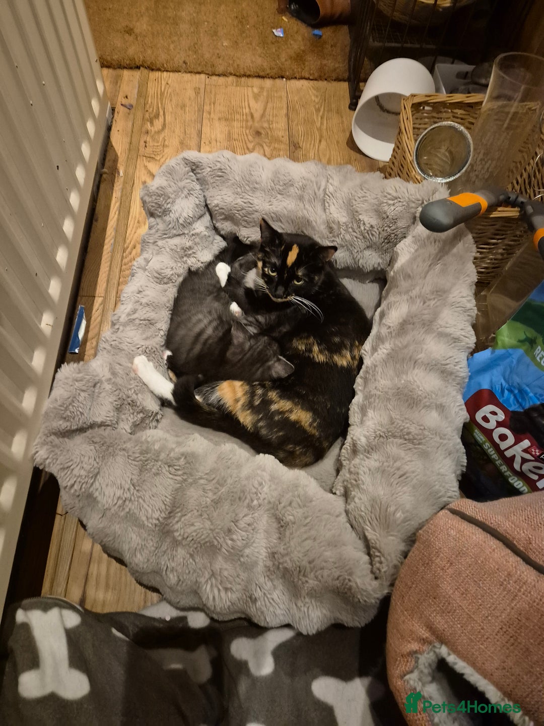 Mixed Breed cats for sale: 9 week old kittens both boys. Black & white/black - Advert 3