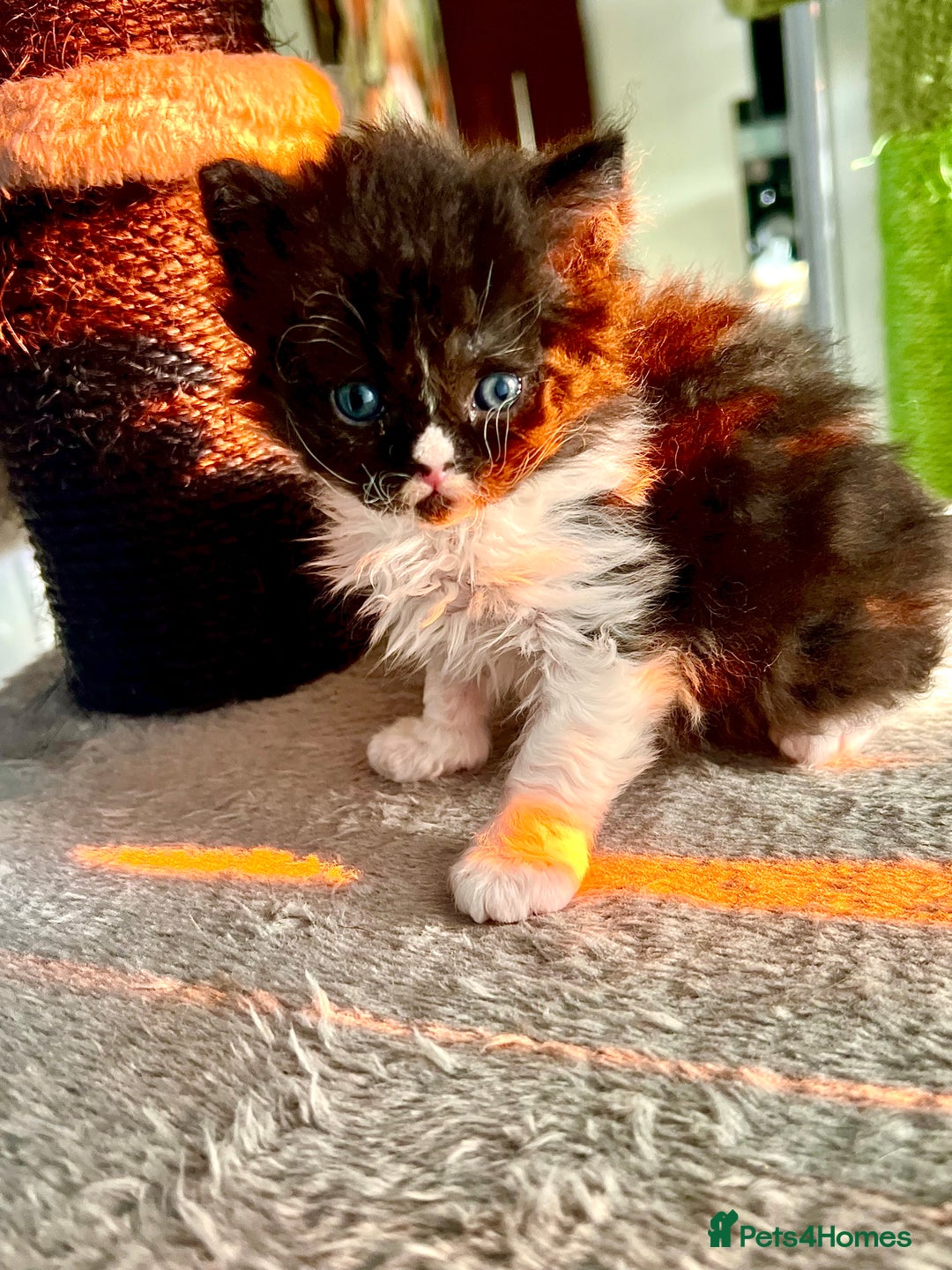 Selkirk Rex cats for sale: Stunning Selkirk rex kittens - Advert 14