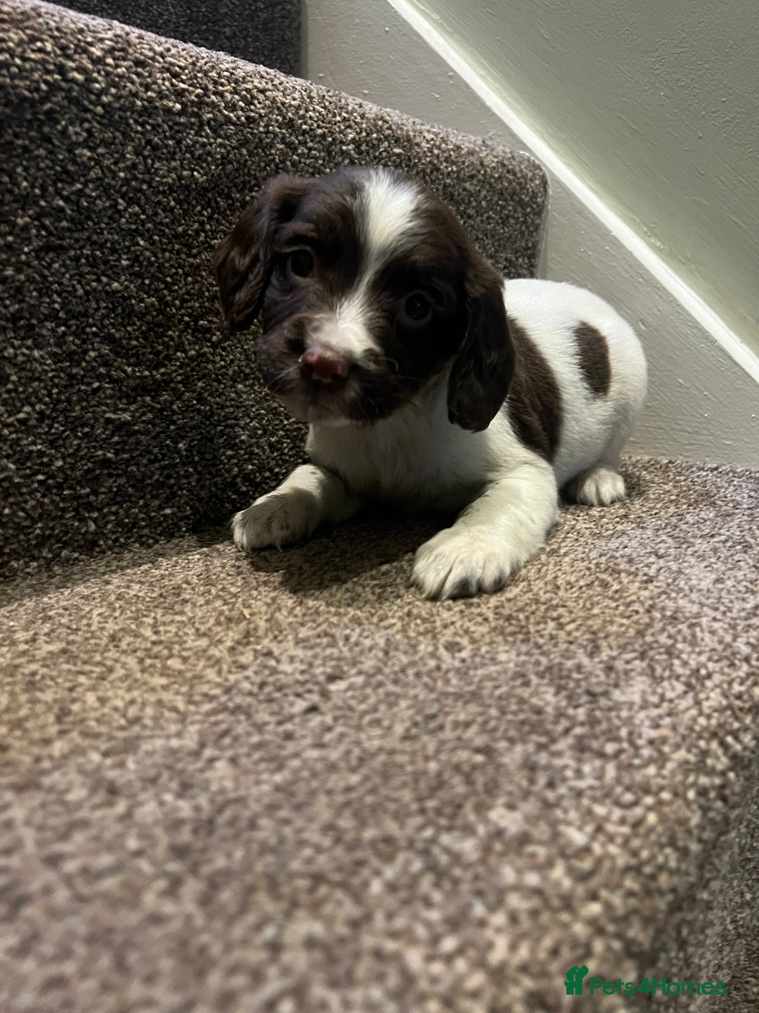 English Springer Spaniel dogs for sale: Lovely litter of puppies  - Advert 2