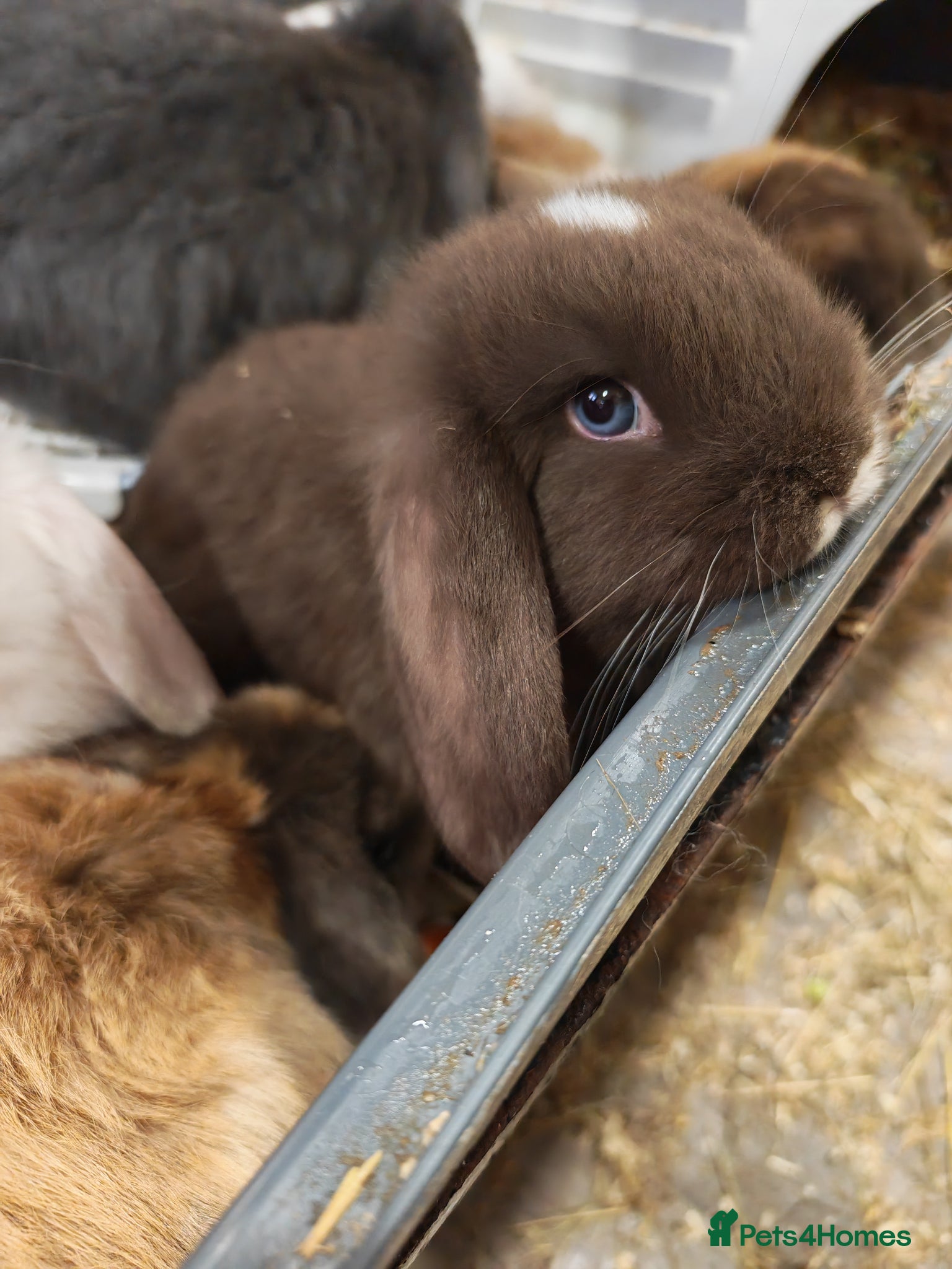 Mini Lop rabbits Pure Bred Mini Lops - Advert 4