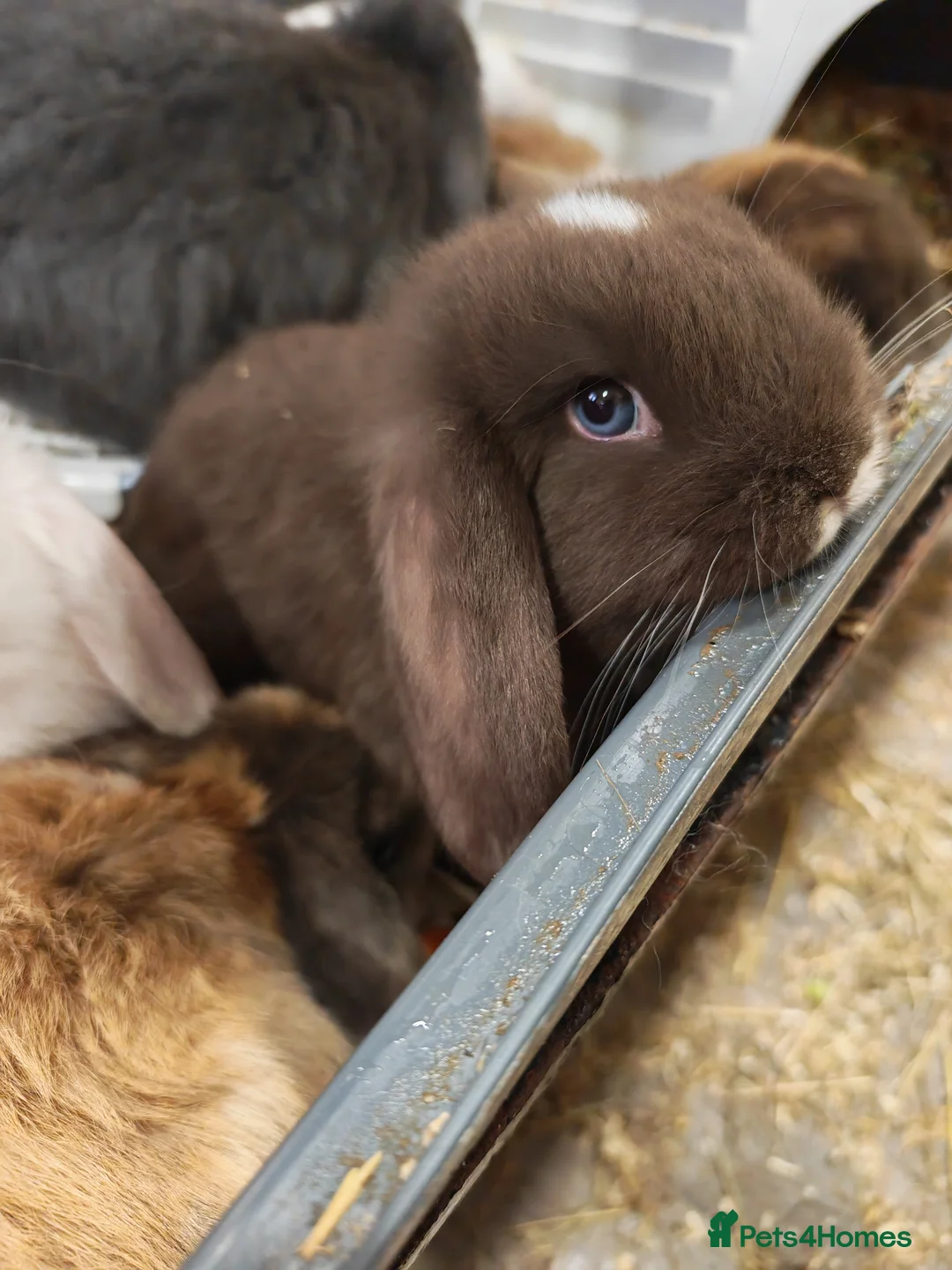 Mini Lop rabbits for sale: Pure Bred Mini Lops - Advert 1