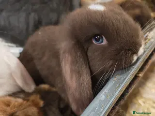 Mini Lop rabbits Pure Bred Mini Lops - Advert 3
