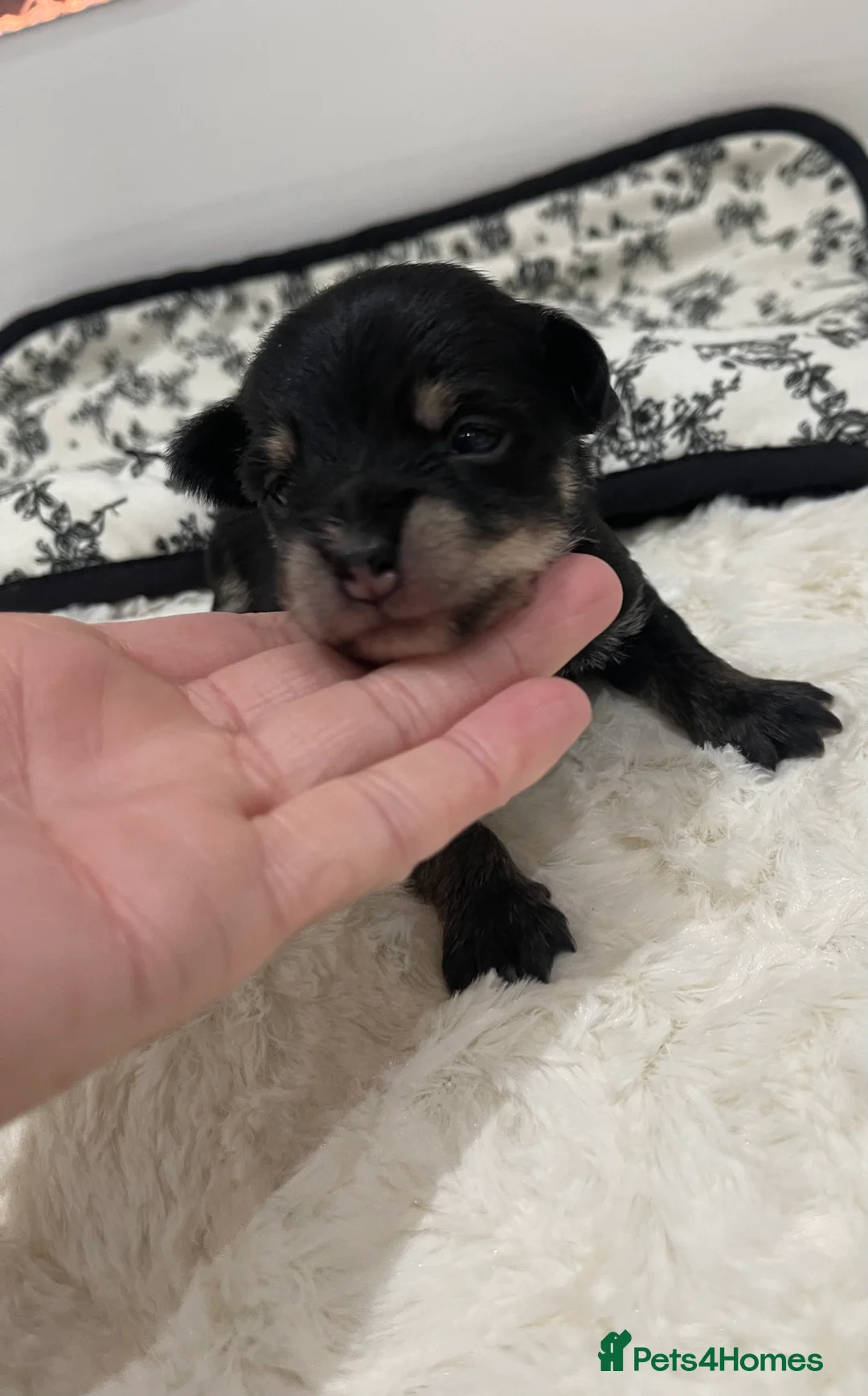Jackapoo dogs for sale: Quality Jack Russel Puppies for sale 💌 - Advert 15
