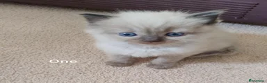 Ragdoll 1